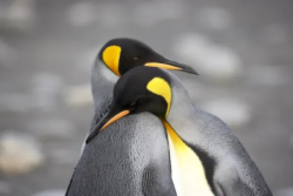 Buy King penguin (Aptenodytes patagonica) pair pre-mating behaviour