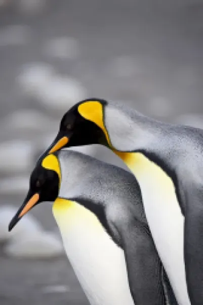 Buy King penguin (Aptenodytes patagonica) pair pre-mating behaviour