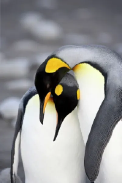 Buy King penguin (Aptenodytes patagonica) pair pre-mating behaviour