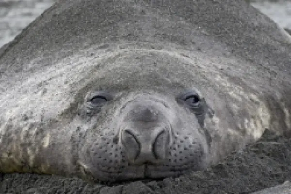 Buy Young male Southern Elephant Seal or Sea Elephant