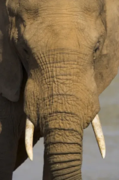 Buy Elephant, Loxodonta africana
