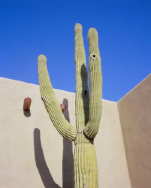 Buy Giant cactus, Scottsdale, Arizona, USA