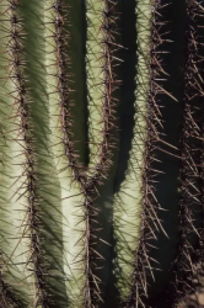 Buy Close-up of Saguaro cactus (Carnegiea gigantea)