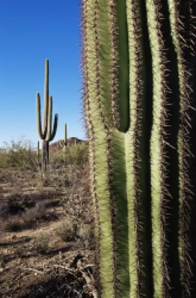Buy Saguaro cactus (Carnegiea gigantea)