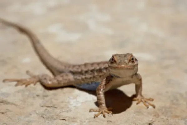 Buy Male sagebrush lizard (Sceloporus graciosus) looking at camera