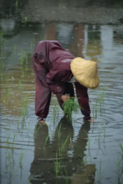 Buy A woman transplanting rice in a paddy field on the