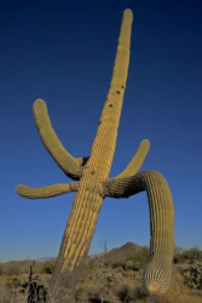 Buy Saguaro Cactus