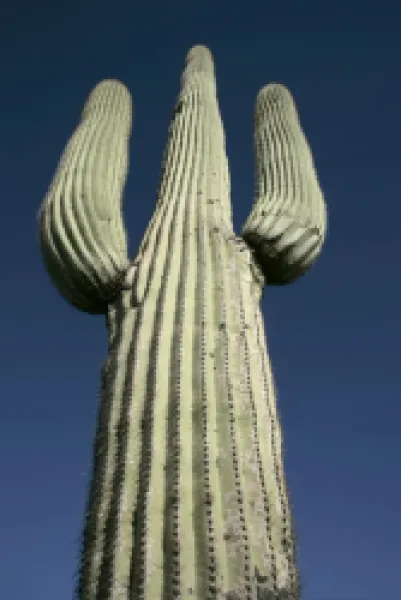 Buy Saguaro Cactus