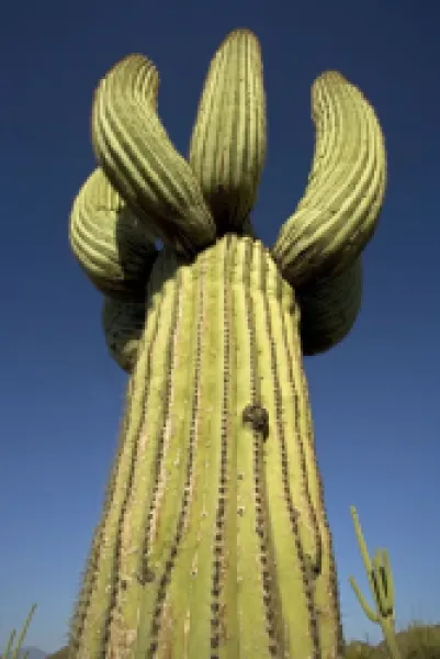 Buy Saguaro Cactus (Carnegiea gigantea), cristate form