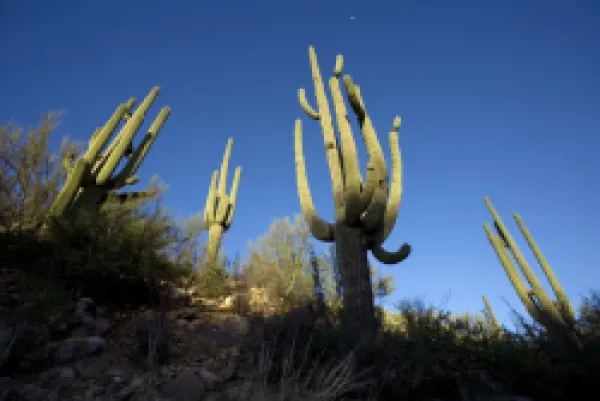 Buy Saguaro Cactus
