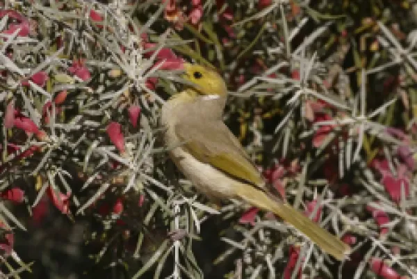 Buy White-plumed Honeyeater - Feeding on Native Fuchsia (Eremophila latrobei)