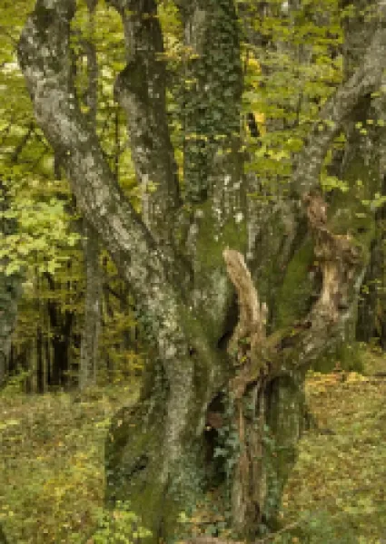 Buy Old hornbeams, mainly coppiced, in natural woodland.