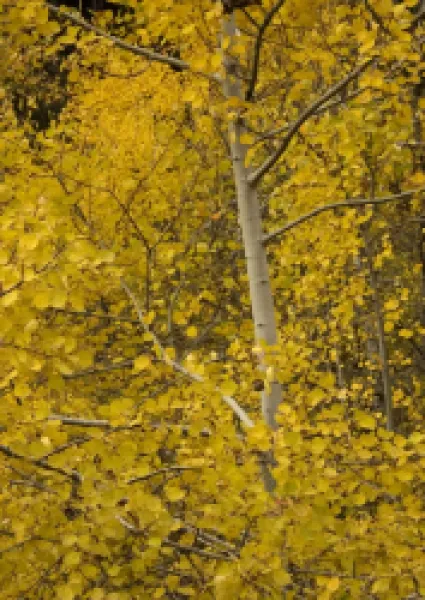 Buy Aspen. With superb autumn colour.