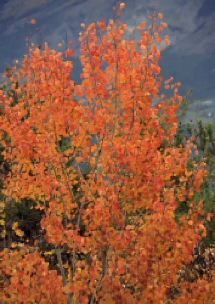Buy Aspen, with stunning red autumn foliage.