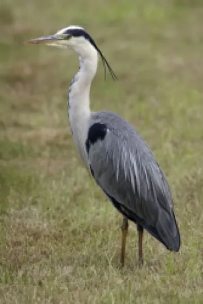 Buy Grey Heron - resting on meadow