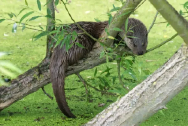 Buy Otter sitting in willow tree