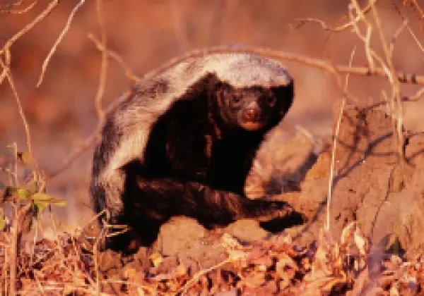 Buy Honey Badger / Ratel