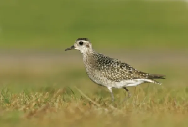 Buy American Golden Plover