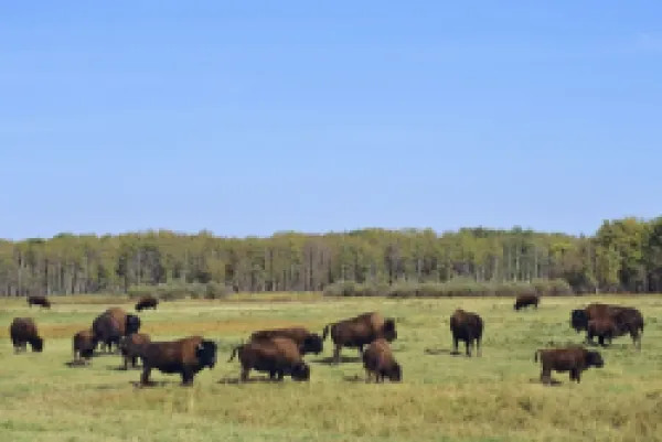 Buy Wood Bison