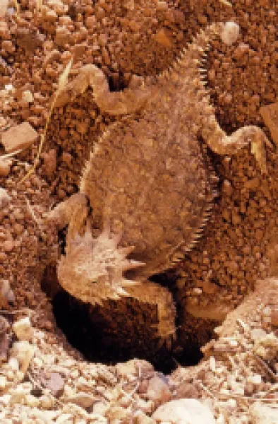 Buy Regal Horned Lizard - Female, constructing nest.