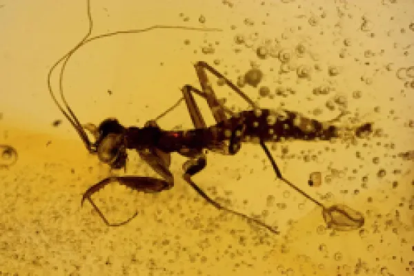 Buy Fossil Mantis in Amber - Dominican Republlic