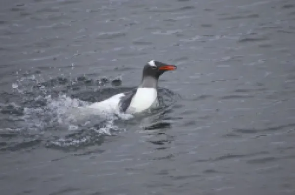 Buy Gentoo Penguin - Washing in shallow water