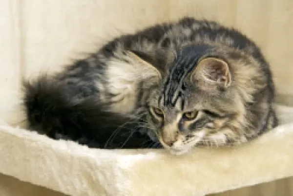 Buy Cat - Maine Coon