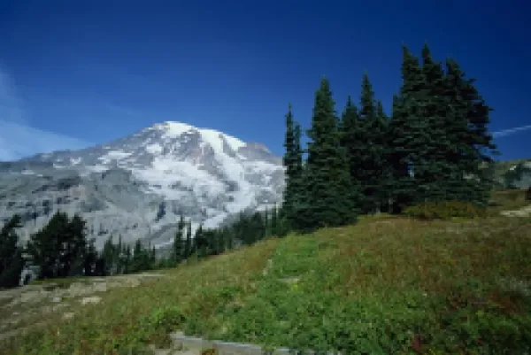 Buy Trees in Beautiful Paradise Park and the icy peak of