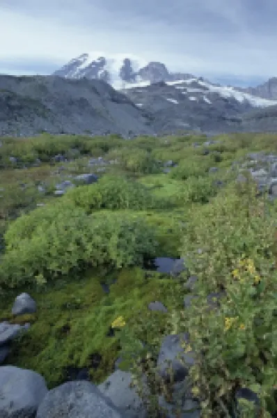 Buy Mossy fellfield in Paradise Park on 4394m volcano Mount Rainier