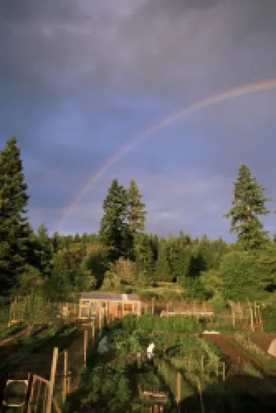 Buy Farmer tending organic vegetable garden
