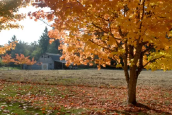 Buy Maple trees in full autumn color and barn in background