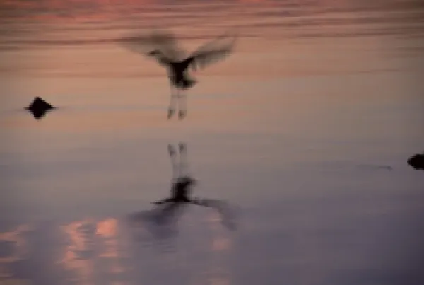 Buy Great blue heron (Ardea herodius)
