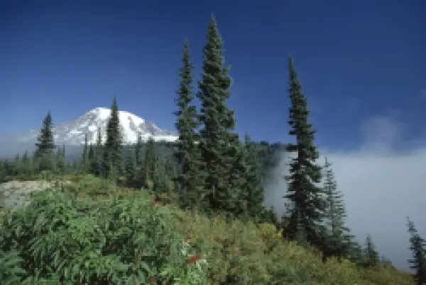 Buy View of the icy peak of 4394m volcano Mount Rainier