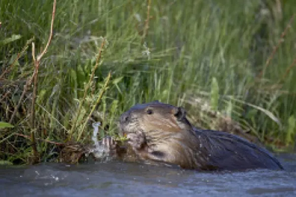 Buy Beaver (Castor canadensis) feeding in Soda Butte Creek