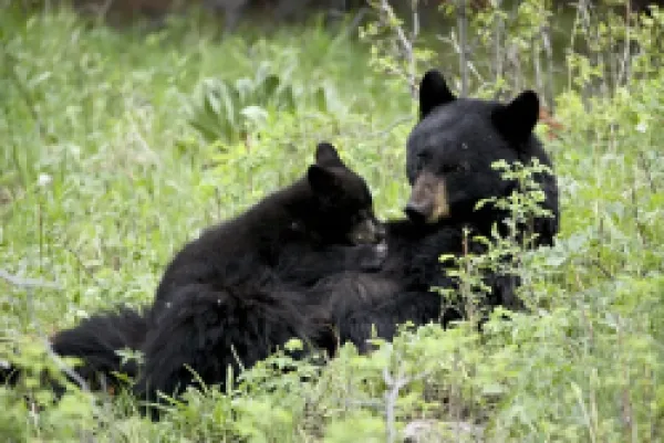 Buy Black bear (Ursus americanus) sow nursing a spring cub