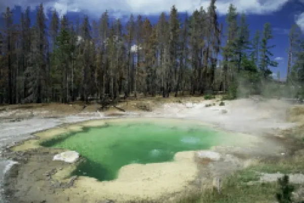 Buy Emerald Spring