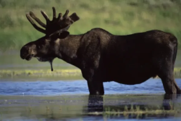 Buy Moose, Yellowstone National Park