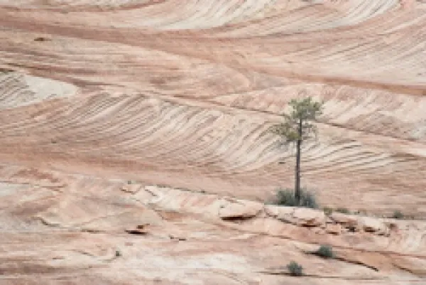 Buy Pine tree and bushes growing on slickrock