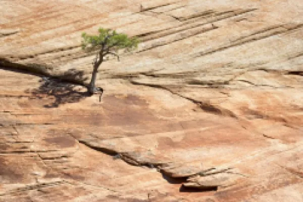 Buy Pine tree on a slickrock face