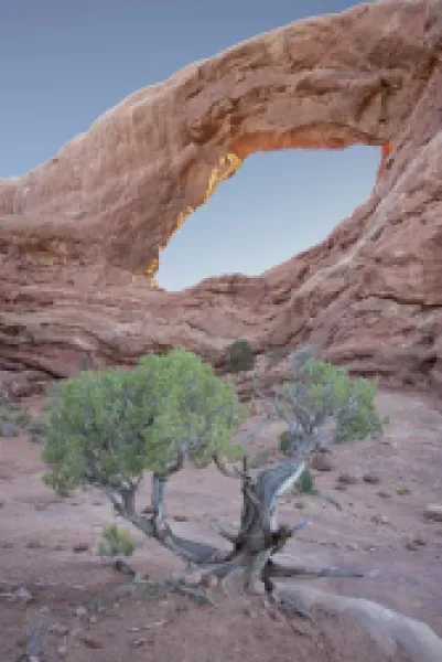 Buy South Window with a juniper