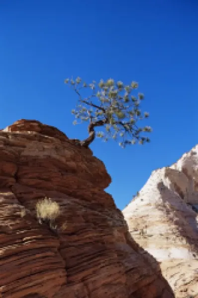 Buy Lone pine, Zion National Park