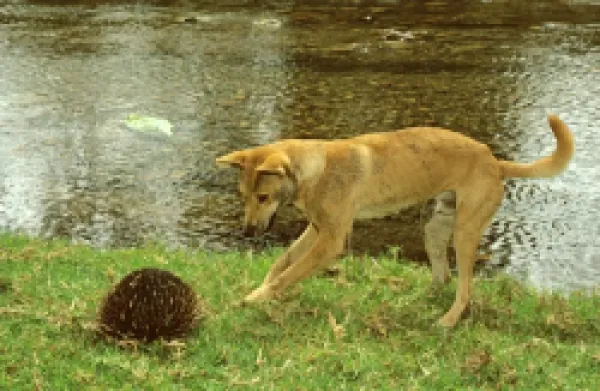 Buy Dingo (Canis lupus dingo) trying to get at a burrowing Echidna