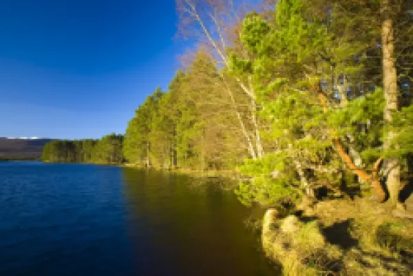 Buy Scotland, Scottish Highlands, Cairngorms National Park. Loch Garten fringed by the Abernethy Forest.