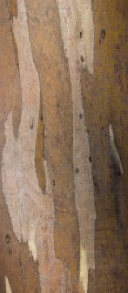 Buy Australia, Tasmania, Cradle Mt - Lake St Clair National Park. Detail view of bark belonging to a Gumtree growing alongside the Overland Track.