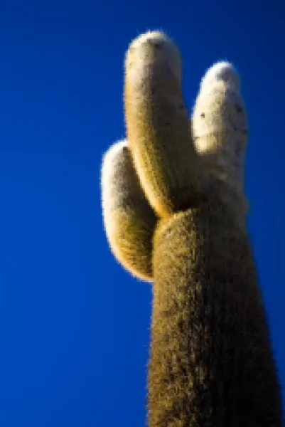 Buy Bolivia, Southern Altiplano, Salar de Uyuni. Cacti growing on Isla de Pescado (Fish Island) located on the largest and highest salt flat in the world - The Salar de Uyuni.