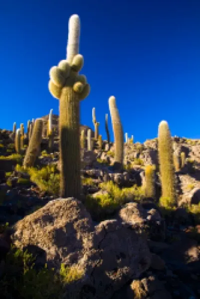 Buy Bolivia, Southern Altiplano, Salar de Uyuni. Cacti growing on Isla de Pescado (Fish Island) located on the largest and highest salt flat in the world - The Salar de Uyuni.