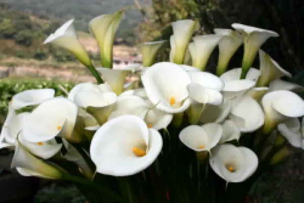Buy Horticulture