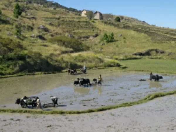 Buy Farmers use tines pulled by oxen to prepare rice paddies for planting