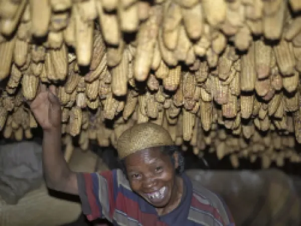 Buy A Zafimaniry woman removes a dried maize cob hanging