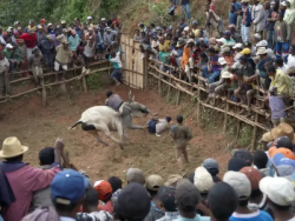 Buy A large crowd of Malagasy people watch a zebu Savika